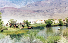 USA-California-Owens Valley Horse Drive